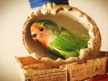 Close-up of bird perching on plate