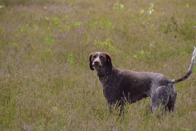 Dog standing on field