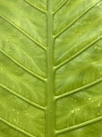 Full frame shot of leaf