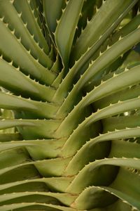 Full frame shot of succulent plant