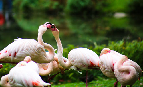 Close-up of birds on field