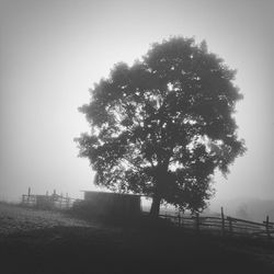 tree