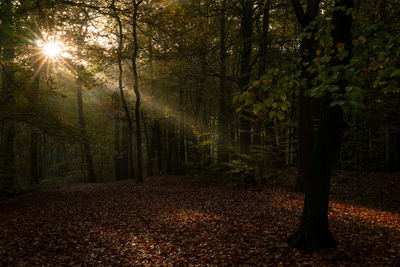 Trees growing in forest during autumn