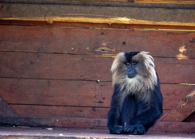 Close-up of monkey sitting on wood