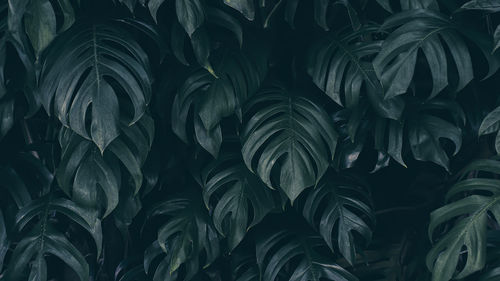 Tropical foliage green nature background