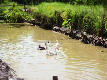 Ducks in water