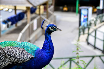 Close-up of peacock