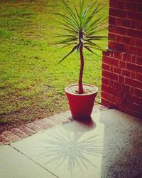 Potted plant against red wall