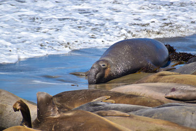 Enormous elephant seal bull moving up ocean beach to  find harem mates