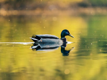 Duck swimming in lake