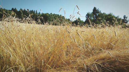 Plants growing on field