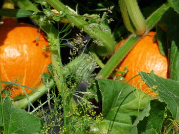 Close-up of pumpkin