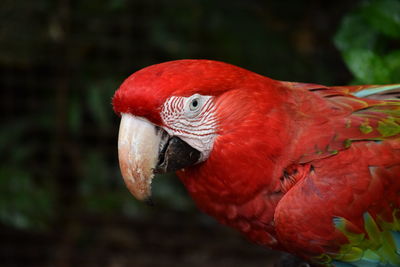 Close-up of parrot