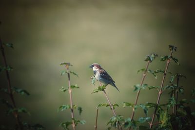 Bird perching on a plant