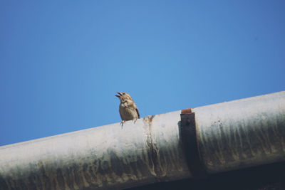 Low angle view of bird perching on metal against clear blue sky