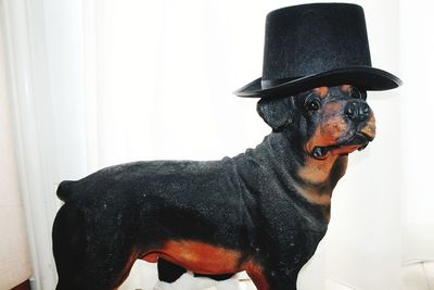 Portrait of dog wearing hat at home