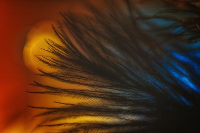Ostrich feathers macro