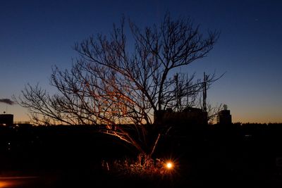 Silhouette bare tree against sky at night