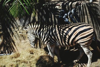 Zebras in a field