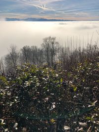 Plants growing on land against sky