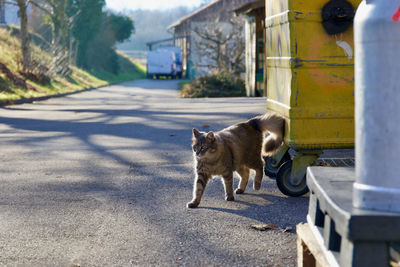 View of cat on road