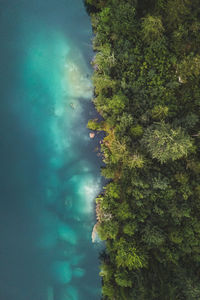 Aerial view of trees by sea