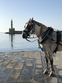 Horse cart on shore against sky