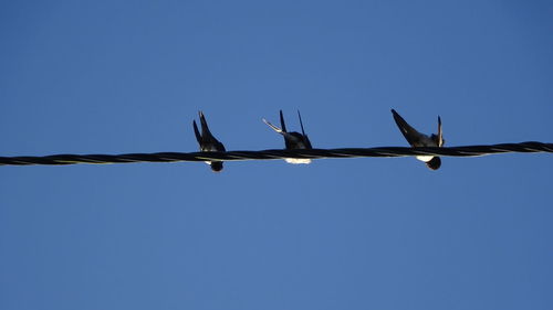 Low angle view of bird flying against clear blue sky