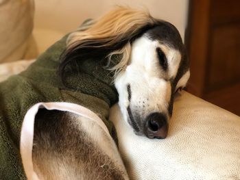 Close-up of a dog sleeping at home