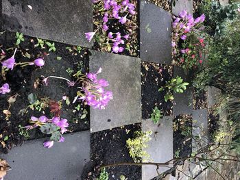 High angle view of pink flowering plants on road