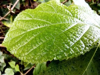 Close-up of wet plant leaves