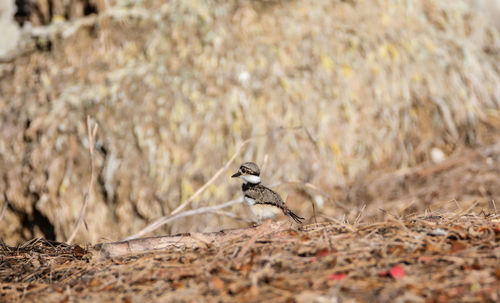 Baby killdeer charadrius vociferus chick along the edge of a pond in naples, florida