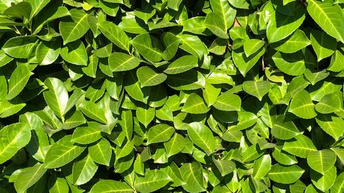 Full frame shot of leaves