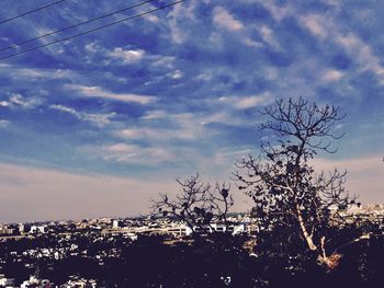 Trees on landscape against sky