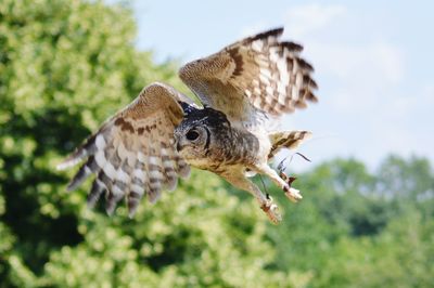 Low angle view of abysinnian eagle owl flying against trees