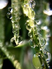 Close-up of fresh green plant