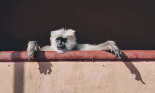 Low angle view of monkey on wall