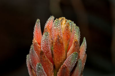 Red aloe vera flower after rain, raindrops, macro photography