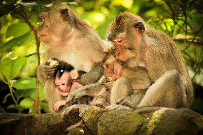 Monkeys sitting outdoors