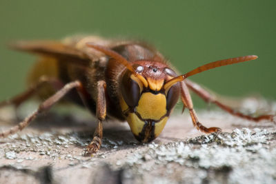 Close-up of spider