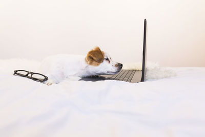 Dog resting on bed