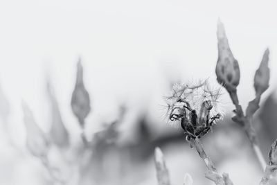 Close-up of plant against blurred background