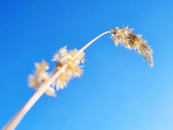 Low angle view of flowering plant against blue sky