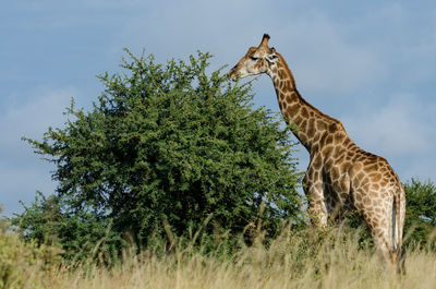 Giraffe in the wild, east africa