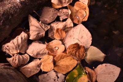 High angle view of dry leaves on plant