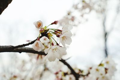 Close-up of cherry blossoms on branch