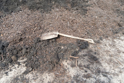 High angle view of shell on field