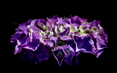 Close-up of purple flowers against black background