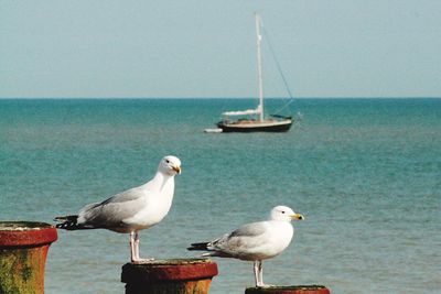 Seagulls perching on sea against sky