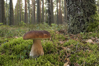 Mushrooms growing on tree trunk in forest